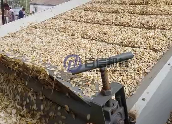 白瓜子烘干現(xiàn)場