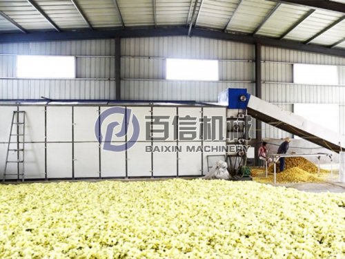  黃蜀葵烘干就要先人一步