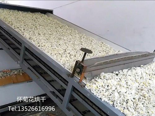 懷菊花如何烘干加工？