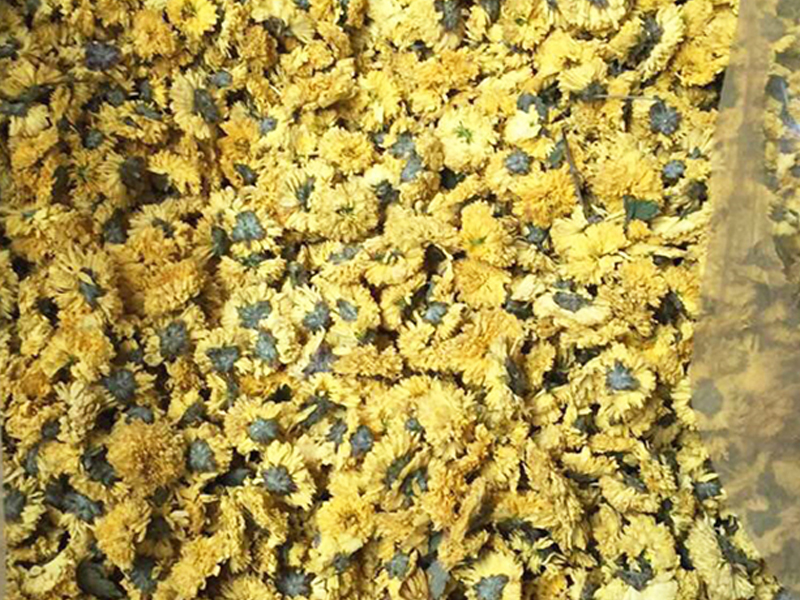 如何烘出高品質(zhì)菊花