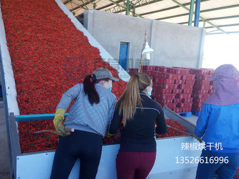 越南辣椒烘干機現(xiàn)場