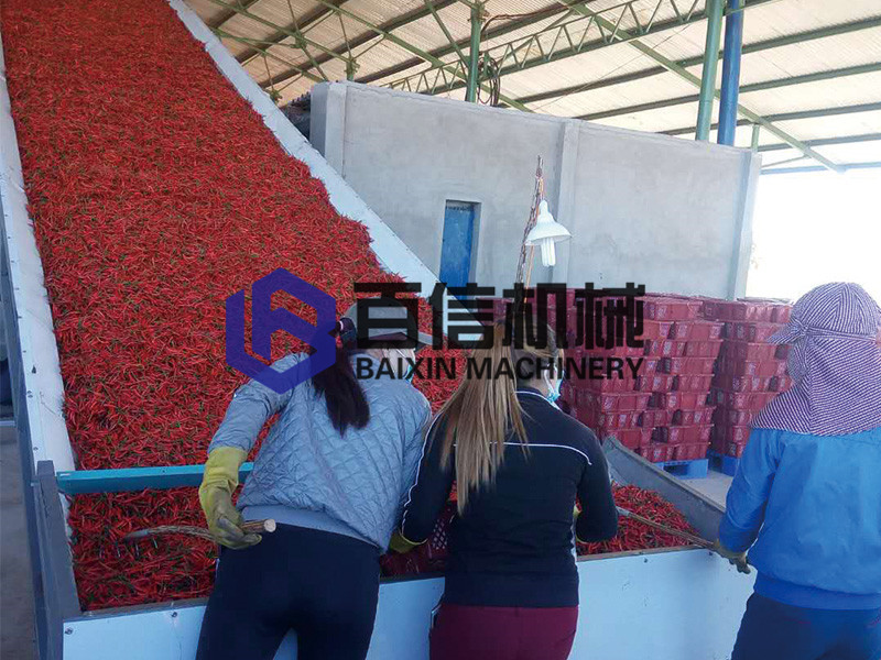網(wǎng)帶式辣椒烘干機