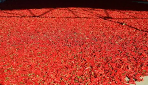 為什么辣椒烘干機不怕天氣影響？